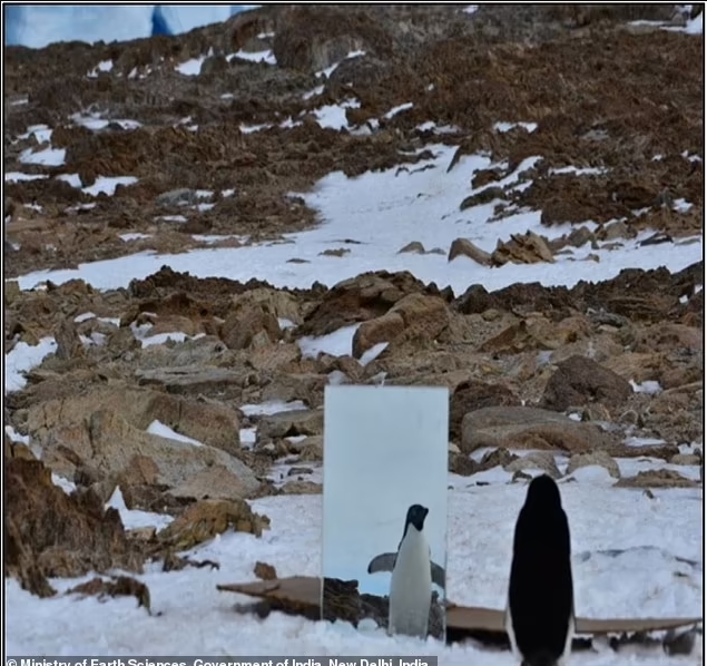 Вчені з'ясували неймовірний факт про пінгвінів: вони мають одну з людських особливостей